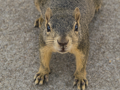 brown squirrel looking at the camera lens