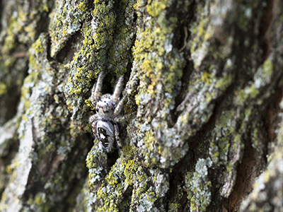 spider on a tree trunk