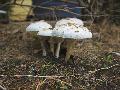 four white mushrooms
