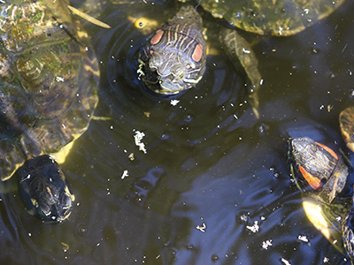 group of turtles in a pond