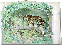 Wild Animal Stories (Leopard)