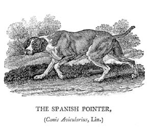The Spanish Pointer
